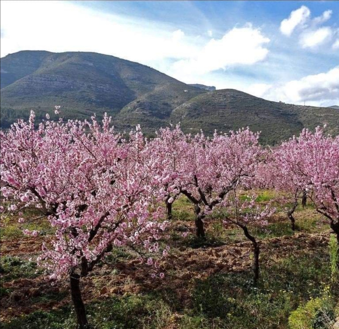 Mandelblüte Spanien Finca